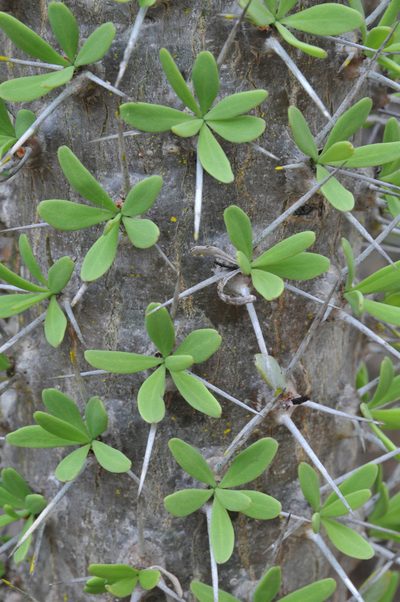 Didierea trollii, photographed by William Stephens