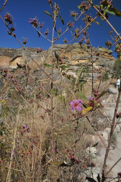 Koehneria madagascariensis, photographed by William Stephens