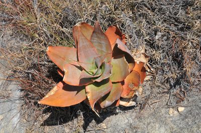 Aloe imalotensis, photographed by William Stephens