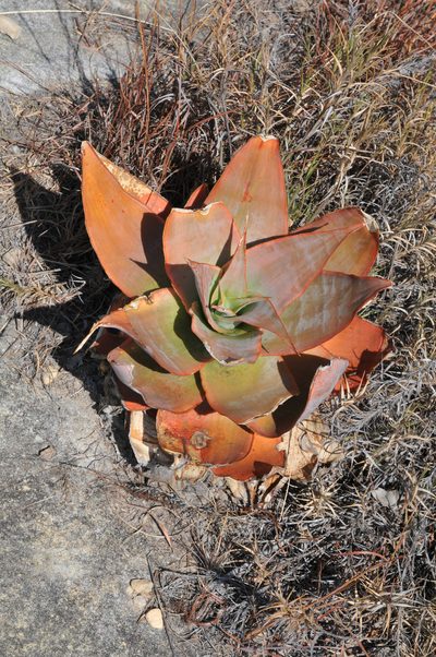 Aloe imalotensis, photographed by William Stephens