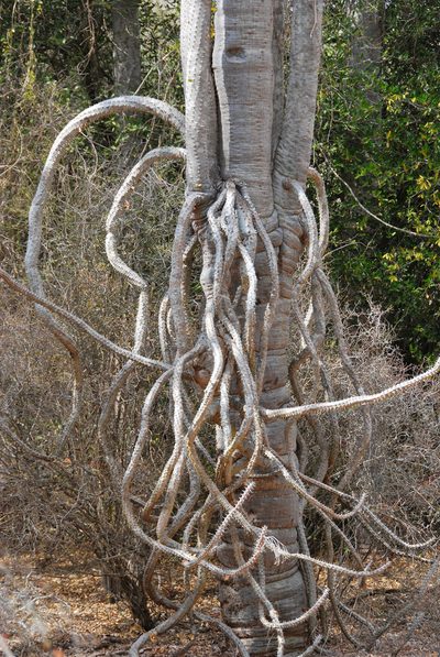 Alluaudia procera, photographed by William Stephens