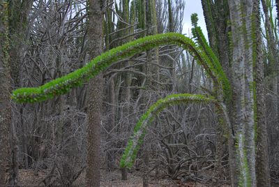 Alluaudia procera, photographed by William Stephens