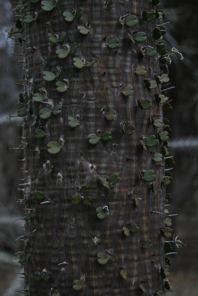 Alluaudia ascendens, photographed by William Stephens