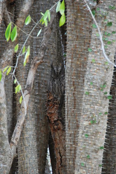 Alluaudia ascendens, photographed by William Stephens