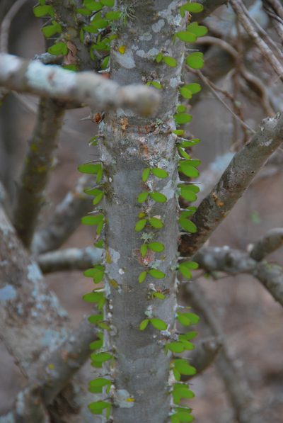 Alluaudia procera, photographed by William Stephens