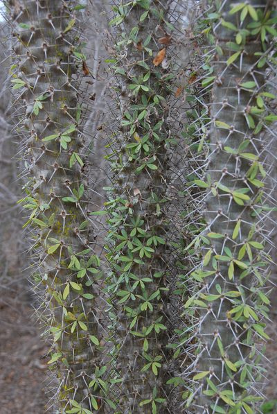 Didierea trollii, photographed by William Stephens