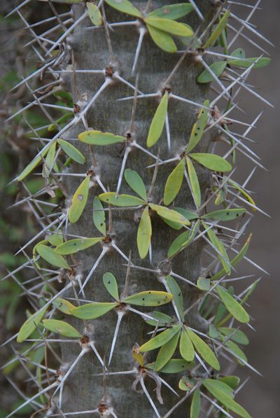 Didierea trollii, photographed by William Stephens