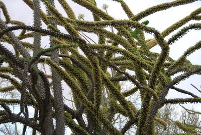 Didierea trollii, photographed by William Stephens