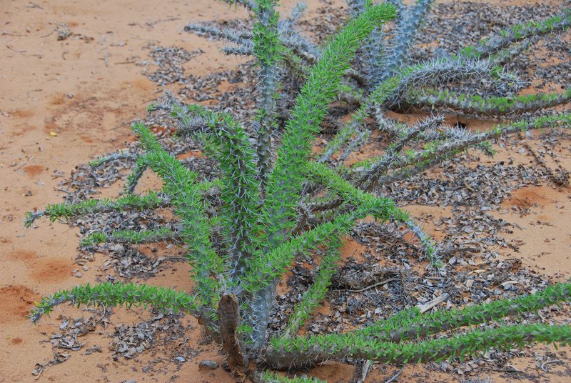 Didierea trollii, photographed by William Stephens