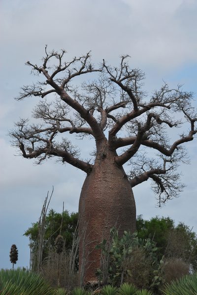 Adansonia za, photographed by William Stephens