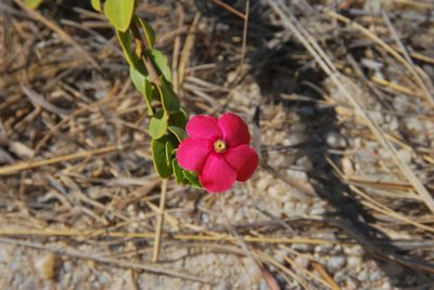Catharanthus ovalis, photographed by William Stephens