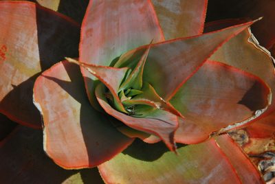 Aloe imalotensis, photographed by William Stephens