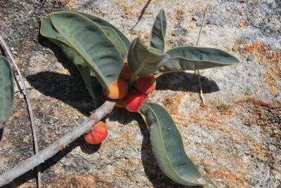 Ficus menabeensis, photographed by William Stephens
