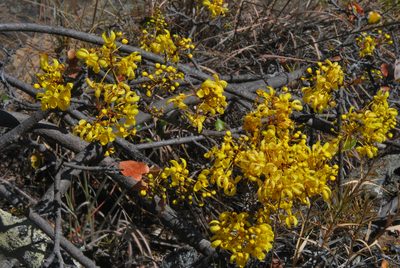 Acridocarpus excelsus, photographed by William Stephens