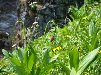 Allium victorialis, photographed by Wolfgang Jauch
