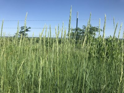 Elymus smithii, photographed by Ryan Donnelly