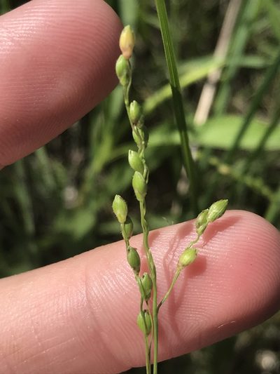 Dichanthelium linearifolium, photographed by Ryan Donnelly