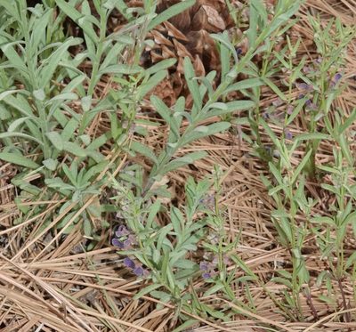 Scutellaria siphocampyloides, photographed by desertnaturalist