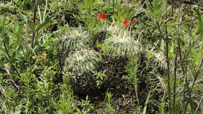 Stenocactus crispatus, photographed by Jalil R.
