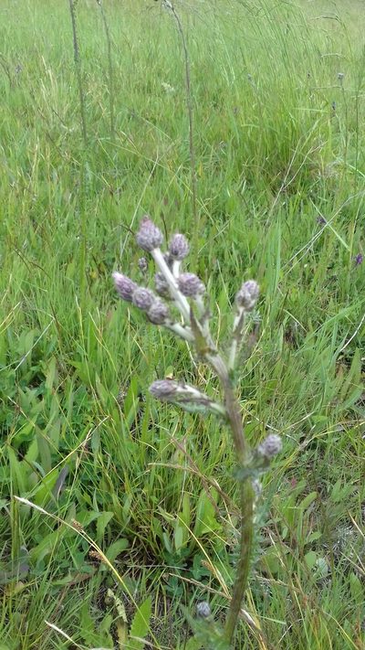 Cirsium brachycephalum, photographed by Zoltán Nagy