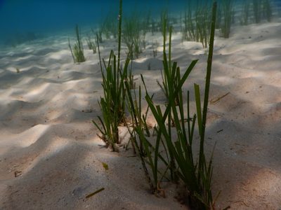 Cymodocea nodosa, photographed by Chris Taklis