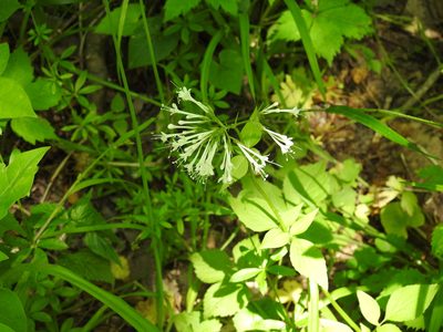 Valeriana pauciflora, photographed by Ben Meredyk