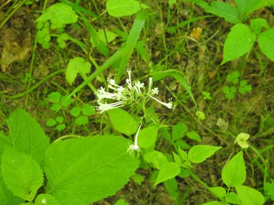 Valeriana pauciflora, photographed by Ben Meredyk