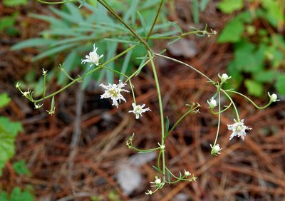 Palafoxia integrifolia, photographed by Claire Herzog