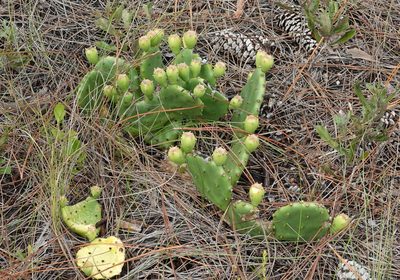 Opuntia mesacantha, photographed by Claire Herzog
