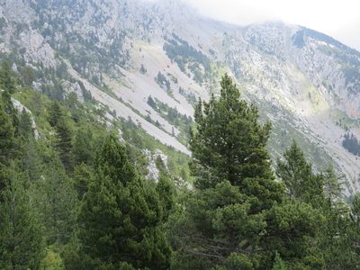Pinus uncinata, photographed by Jens-Christian Svenning