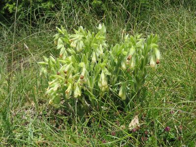 Onosma tricerosperma, photographed by Jens-Christian Svenning
