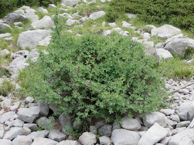 Lonicera pyrenaica, photographed by Jens-Christian Svenning