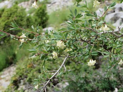 Lonicera pyrenaica, photographed by Jens-Christian Svenning