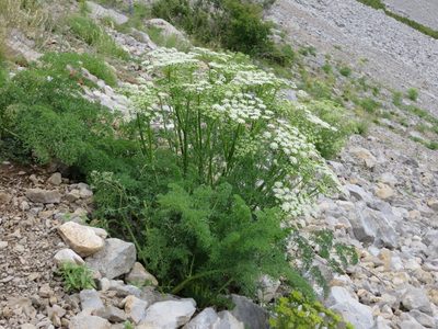 Ligusticum lucidum, photographed by Jens-Christian Svenning
