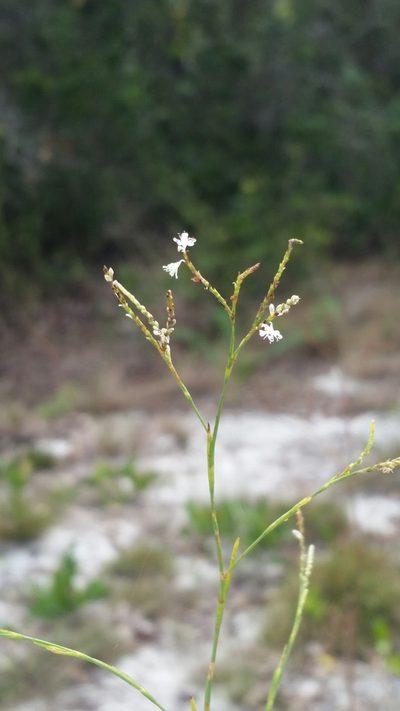 Polygonella ciliata, photographed by Jay Horn