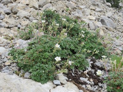 Potentilla alchimilloides, photographed by Jens-Christian Svenning