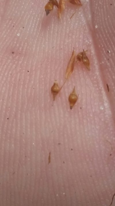Rhynchospora harperi, photographed by Jay Horn