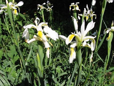 Iris orientalis, photographed by Chris Yesson