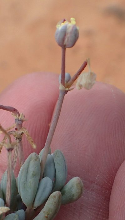 Kewa angrae-pequenae, photographed by Nicola van Berkel