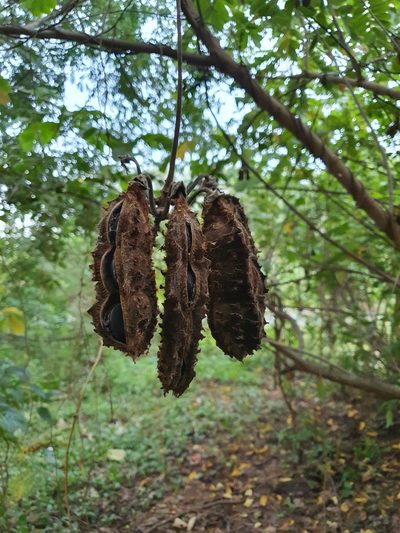 Mucuna mutisiana, photographed by Samuel Peláez Vélez