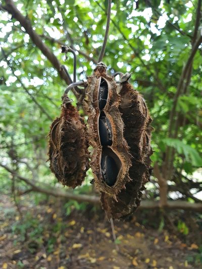 Mucuna mutisiana, photographed by Samuel Peláez Vélez