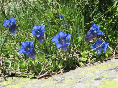 Gentiana alpina, photographed by Jens-Christian Svenning
