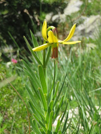 Lilium pyrenaicum, photographed by Jens-Christian Svenning
