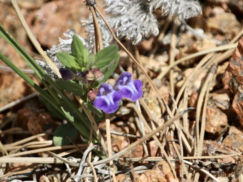 Scutellaria brittonii, photographed by Cheryl McCleary-Catalano