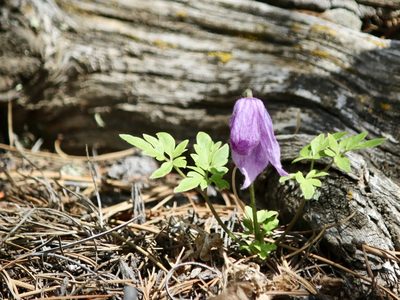 Clematis columbiana, photographed by Cheryl McCleary-Catalano