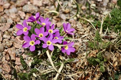 Primula angustifolia, photographed by Cheryl McCleary-Catalano