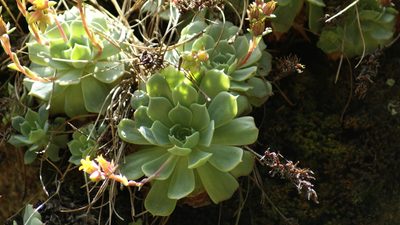Echeveria secunda, photographed by Jalil R.