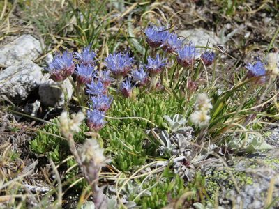 Jasione crispa, photographed by Jens-Christian Svenning