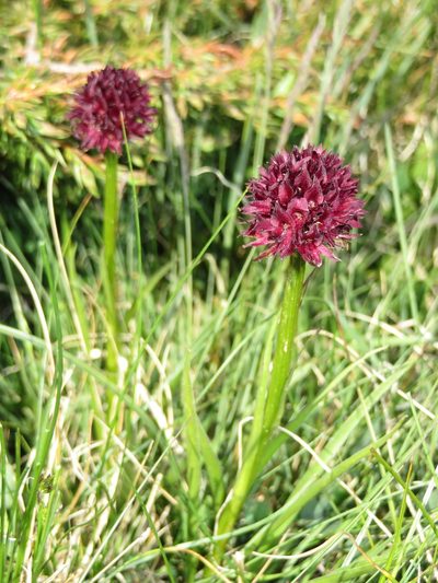 Gymnadenia austriaca, photographed by Jens-Christian Svenning