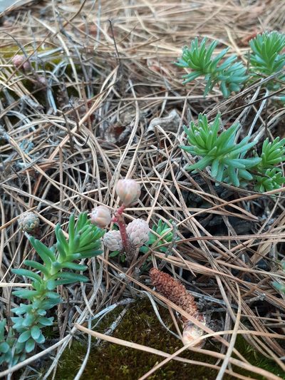 Sedum goldmanii, photographed by Jalil R.
